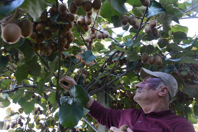 Bahçeye dönüştürülen bataklıkta 450 ton kivi üretildi